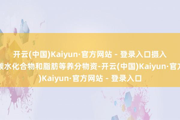 开云(中国)Kaiyun·官方网站 - 登录入口摄入填塞的卵白质、碳水化合物和脂肪等养分物资-开云(中国)Kaiyun·官方网站 - 登录入口